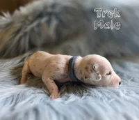 Trek-Wanderlust Litter , a male Dalmatian for sale in Elkton, VA – 5 of 10