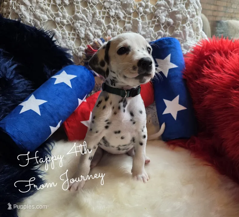 Journey-Wanderlust Litter  – Dalmatian puppy for sale in Elkton, VA