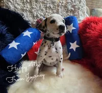 Journey-Wanderlust Litter , a female Dalmatian for sale in Elkton, VA – 2 of 9