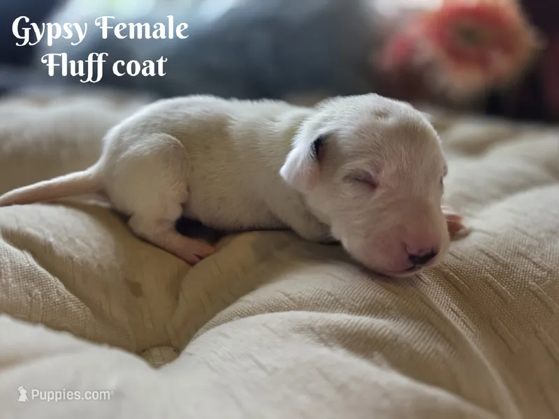 Gypsy-Wanderlust Litter  – Dalmatian puppy for sale in Elkton, VA