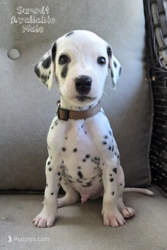 Summit-Wanderlust Litter  – Dalmatian puppy for sale in Elkton, VA