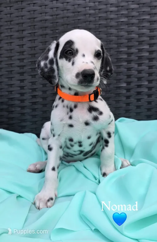 Nomad  – Dalmatian puppy for sale in Elkton, VA