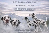 Summit-Wanderlust Litter , a male Dalmatian for sale in Elkton, VA – 3 of 3