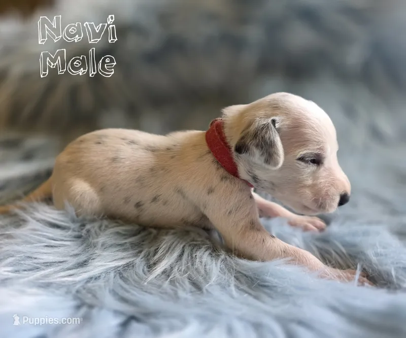 Navi-Wanderlust Litter  – Dalmatian puppy for sale in Elkton, VA