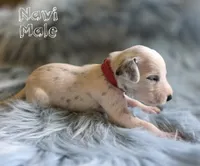 Navi-Wanderlust Litter , a male Dalmatian for sale in Elkton, VA – 10 of 10