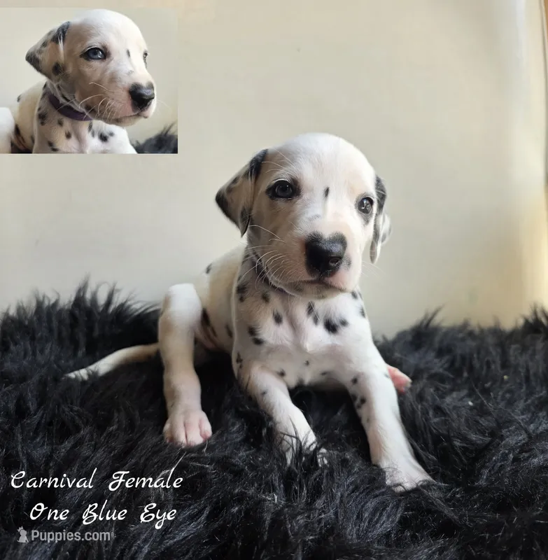 Carnival-Wanderlust Litter  – Dalmatian puppy for sale in Elkton, VA
