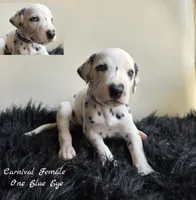 Carnival-Wanderlust Litter , a female Dalmatian for sale in Elkton, VA – 2 of 9