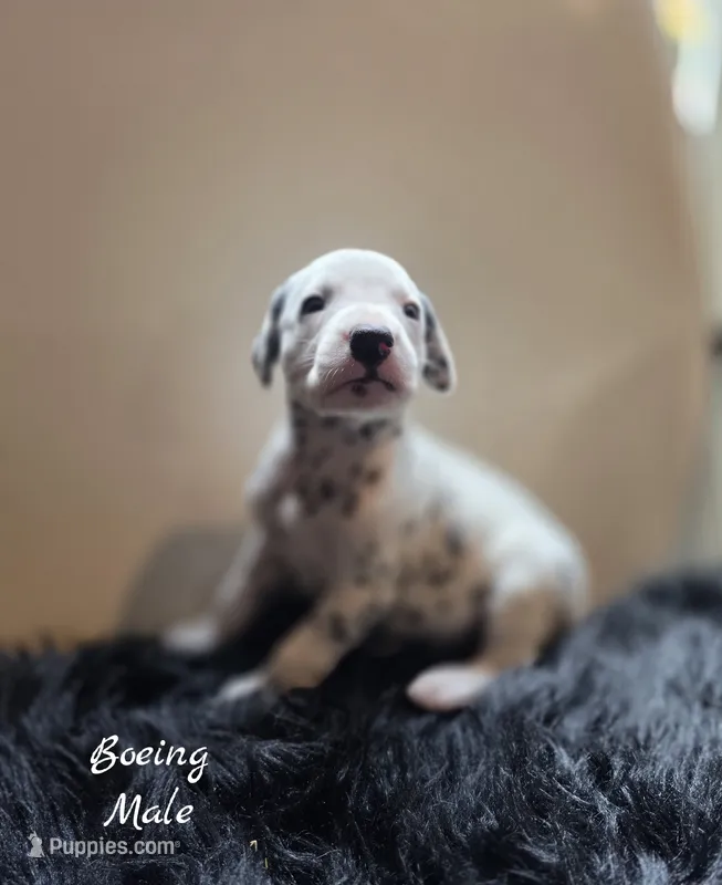 Boeing-Wanderlust Litter  – Dalmatian puppy for sale in Elkton, VA