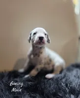 Boeing-Wanderlust Litter , a male Dalmatian for sale in Elkton, VA – 9 of 10