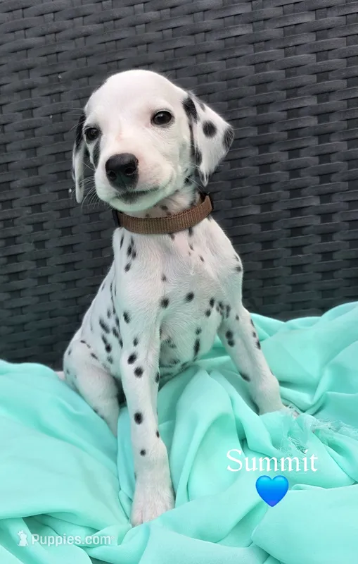 Summit-Wanderlust Litter  – Dalmatian puppy for sale in Elkton, VA