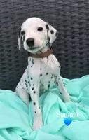 Summit-Wanderlust Litter , a male Dalmatian for sale in Elkton, VA – 1 of 10
