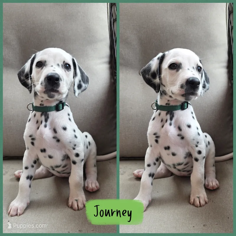 Journey-Wanderlust Litter  – Dalmatian puppy for sale in Elkton, VA