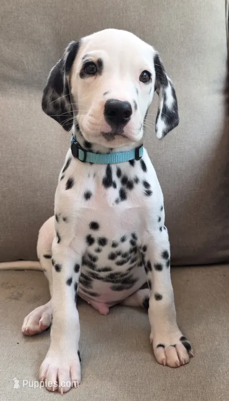 Boeing-Wanderlust Litter  – Dalmatian puppy for sale in Elkton, VA