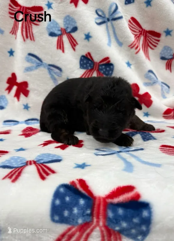 Crush  – German Shepherd Dog puppy for sale in Elkton, VA