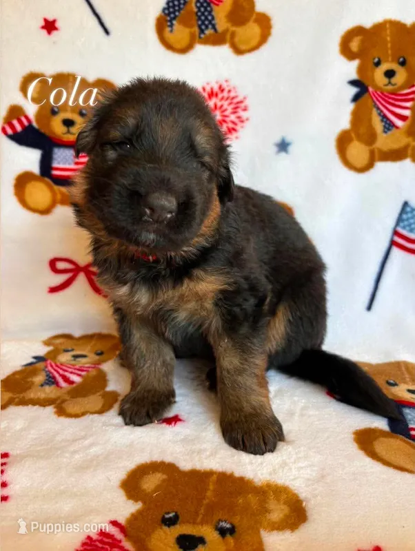 Cola – German Shepherd Dog puppy for sale in Elkton, VA