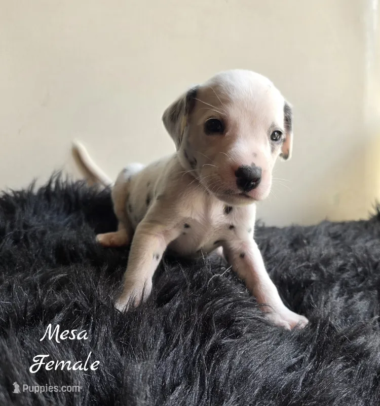 Mesa Wanderlust Litter  – Dalmatian puppy for sale in Elkton, VA