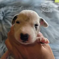 Trek-Wanderlust Litter , a male Dalmatian for sale in Elkton, VA – 6 of 10