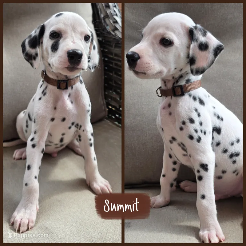 Summit-Wanderlust Litter  – Dalmatian puppy for sale in Elkton, VA