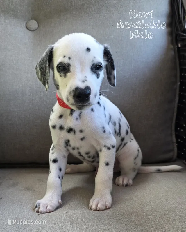 Navi-Wanderlust Litter  – Dalmatian puppy for sale in Elkton, VA