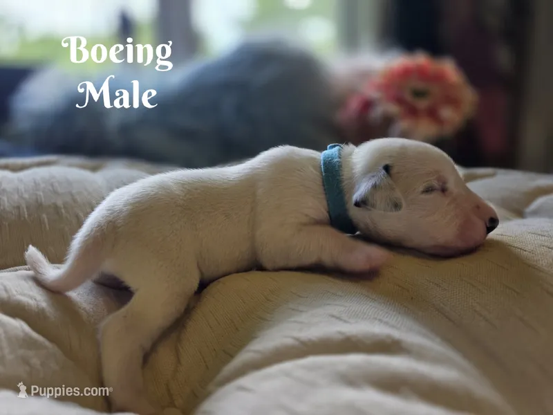 Boeing-Wanderlust Litter  – Dalmatian puppy for sale in Elkton, VA