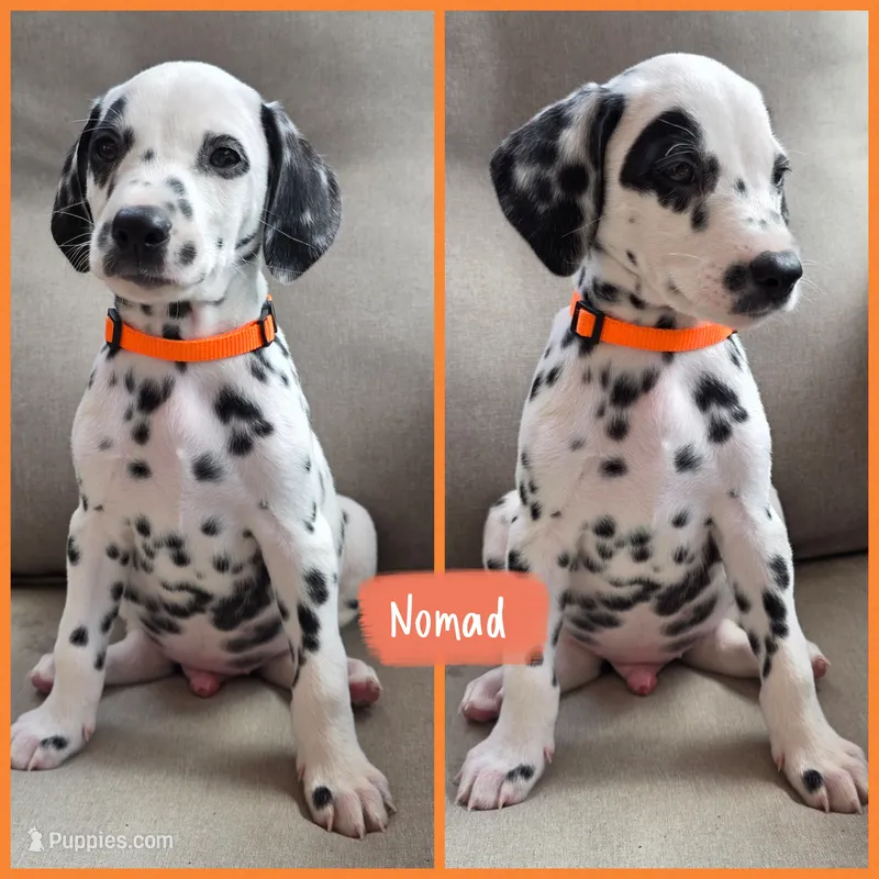 Nomad  – Dalmatian puppy for sale in Elkton, VA