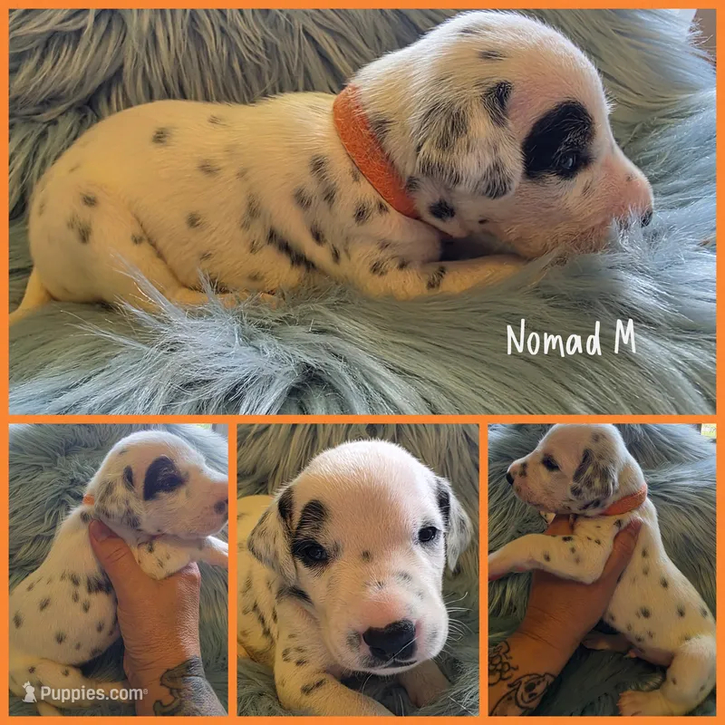 Nomad-Wanderlust Litter  – Dalmatian puppy for sale in Elkton, VA