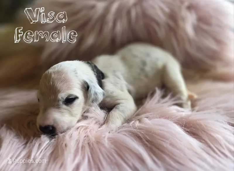 Visa-Wanderlust Litter  – Dalmatian puppy for sale in Elkton, VA
