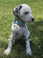 Boeing-Wanderlust Litter , a male Dalmatian for sale in Elkton, VA – 5 of 10