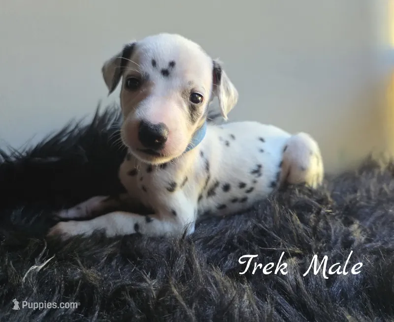 Trek-Wanderlust Litter  – Dalmatian puppy for sale in Elkton, VA