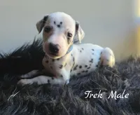 Trek-Wanderlust Litter , a male Dalmatian for sale in Elkton, VA – 2 of 10