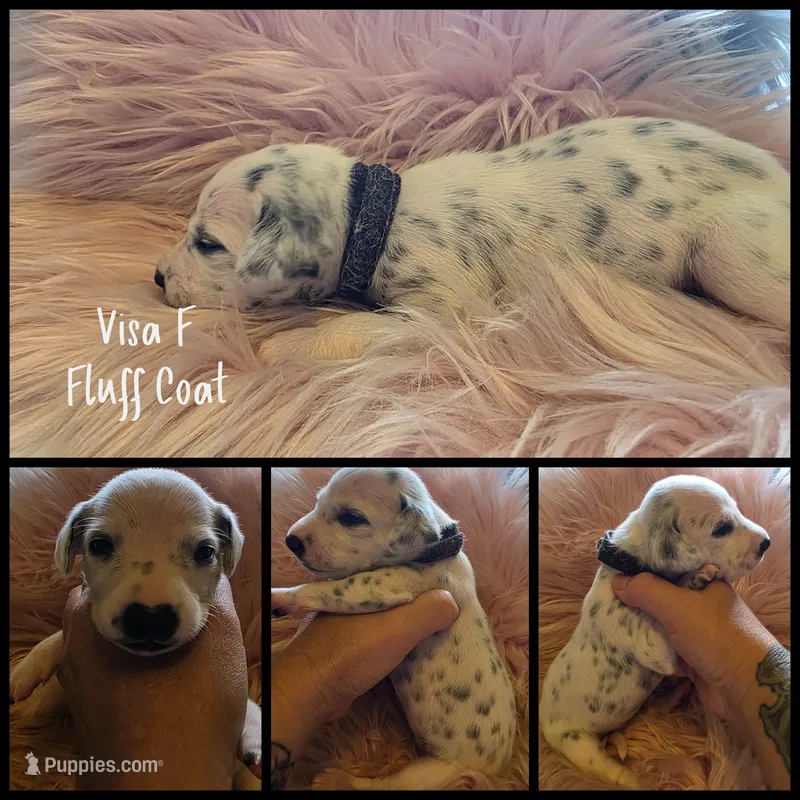 Visa-Wanderlust Litter  – Dalmatian puppy for sale in Elkton, VA