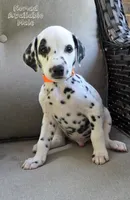 Nomad , a male Dalmatian for sale in Elkton, VA – 1 of 1