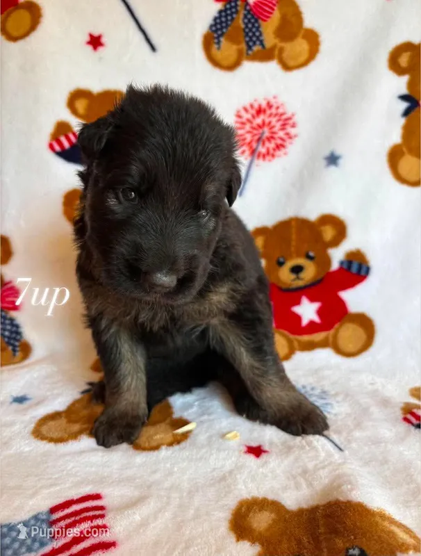 7-Up  – German Shepherd Dog puppy for sale in Elkton, VA