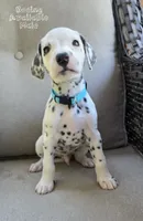 Boeing-Wanderlust Litter , a male Dalmatian for sale in Elkton, VA – 4 of 10