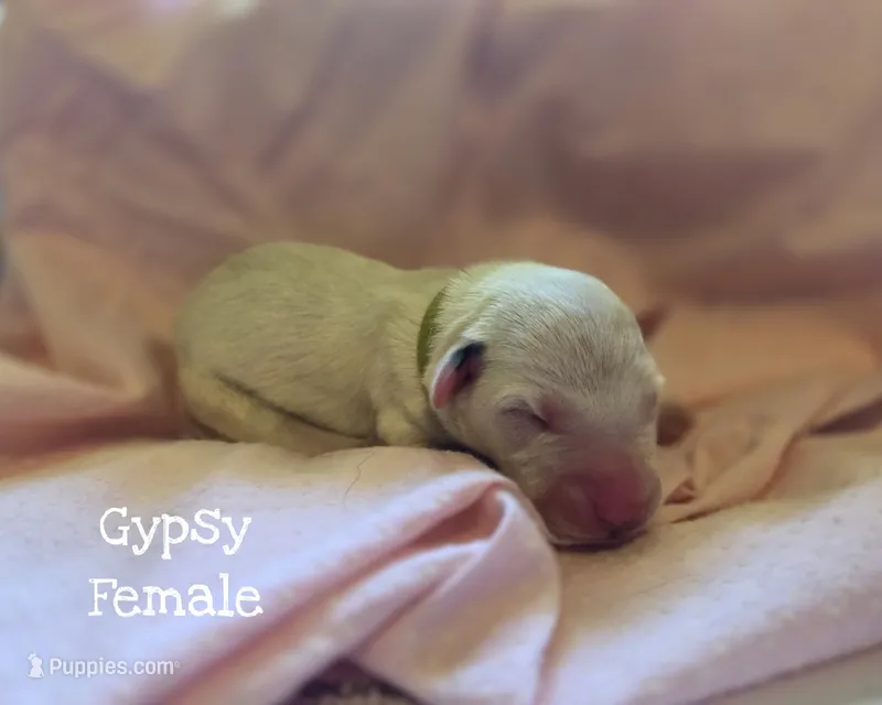 Gypsy-Wanderlust Litter  – Dalmatian puppy for sale in Elkton, VA