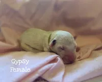 Gypsy-Wanderlust Litter , a female Dalmatian for sale in Elkton, VA – 1 of 3