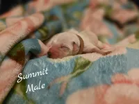 Summit-Wanderlust Litter , a male Dalmatian for sale in Elkton, VA – 2 of 3