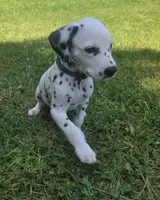 Journey-Wanderlust Litter , a female Dalmatian for sale in Elkton, VA – 8 of 9