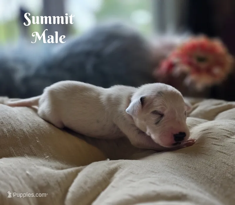 Summit-Wanderlust Litter  – Dalmatian puppy for sale in Elkton, VA