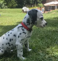 Navi-Wanderlust Litter , a male Dalmatian for sale in Elkton, VA – 3 of 10