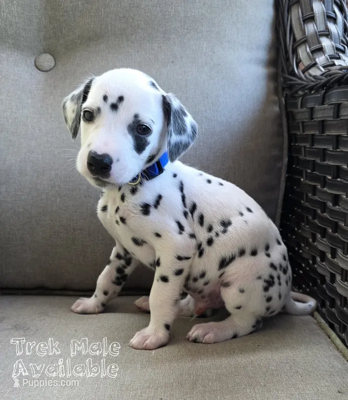 Trek-Wanderlust Litter  – Dalmatian puppy on hold in Elkton, VA