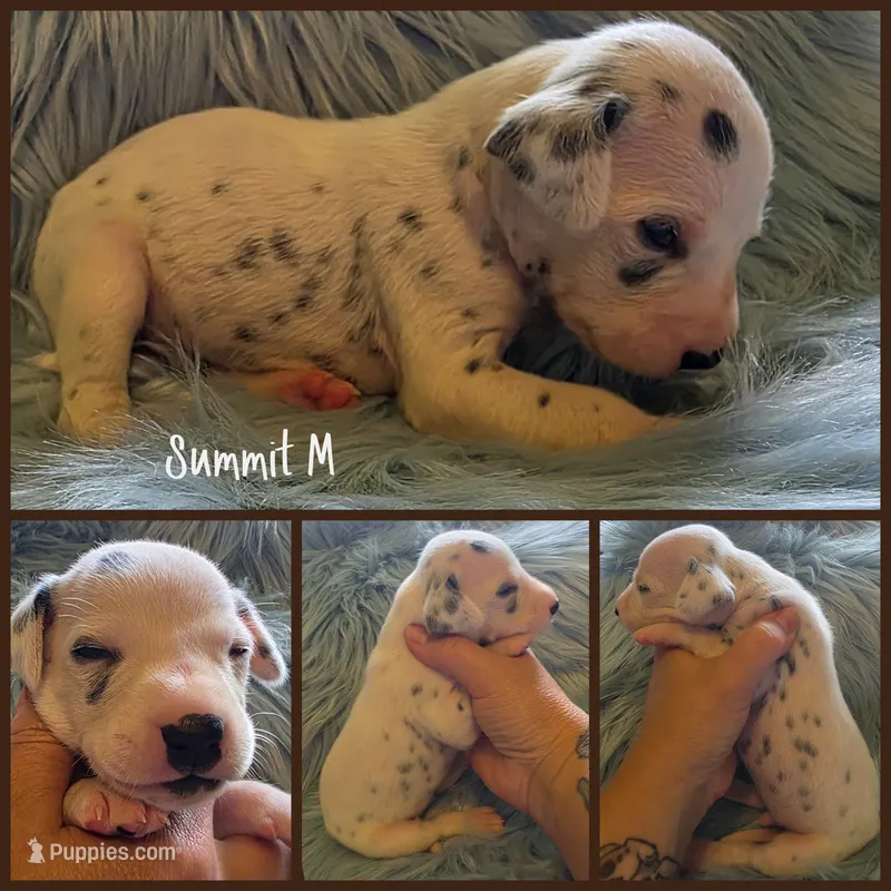 Summit-Wanderlust Litter  – Dalmatian puppy for sale in Elkton, VA