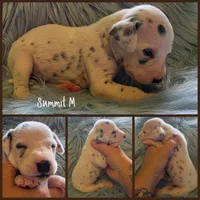 Summit-Wanderlust Litter , a male Dalmatian for sale in Elkton, VA – 10 of 10