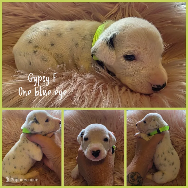 Gypsy-Wanderlust Litter  – Dalmatian puppy for sale in Elkton, VA
