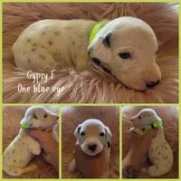 Gypsy-Wanderlust Litter , a female Dalmatian for sale in Elkton, VA – 8 of 10