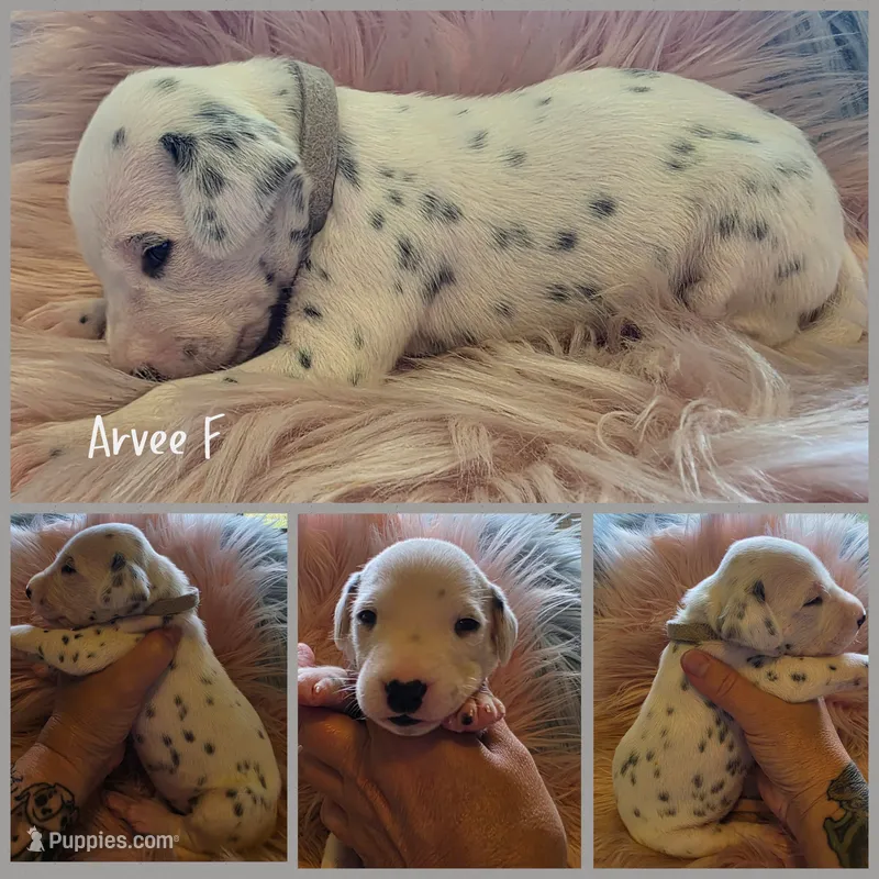 Arvee(RV)-Wanderlust Litter  – Dalmatian puppy for sale in Elkton, VA