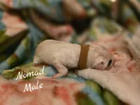 Nomad-Wanderlust Litter , a male Dalmatian for sale in Elkton, VA – 2 of 3