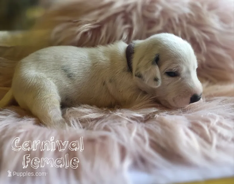 Carnival-Wanderlust Litter  – Dalmatian puppy for sale in Elkton, VA