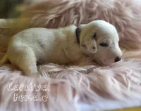 Carnival-Wanderlust Litter , a female Dalmatian for sale in Elkton, VA – 5 of 9