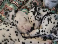 Arvee(RV)-Wanderlust Litter , a female Dalmatian for sale in Elkton, VA – 4 of 9
